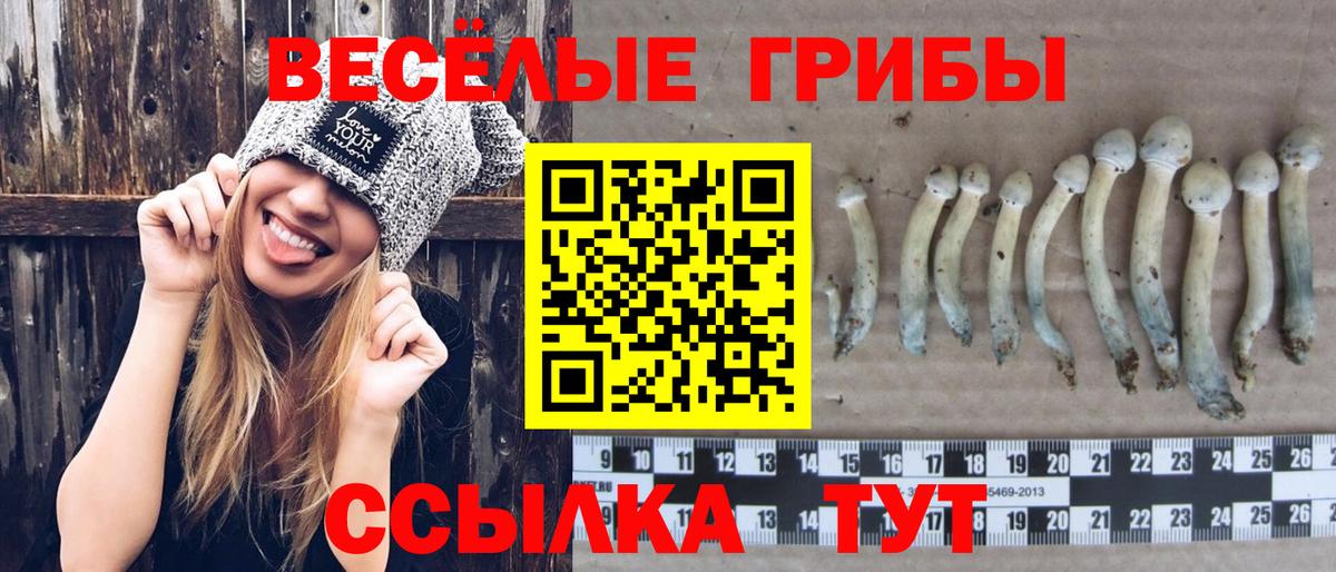 Псилоцибиновые грибы Psilocybine cubensis Великие Луки